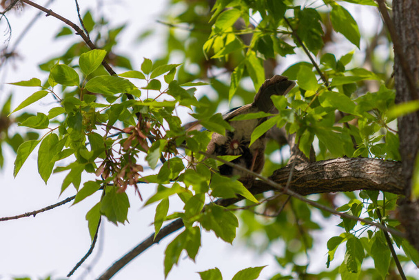 Джей мудак среди ветвей на дереве крупным планом - Фото, изображение