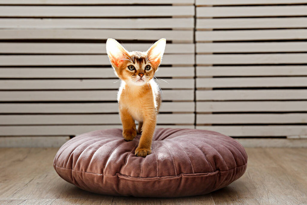Two month old cinnamon abyssinian cat at home. Beautiful purebred short haired kitten on a cushion in living room. Close up, copy space, background,. - Foto, immagini