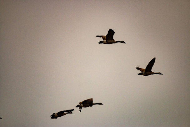 ζοφερή φωτογραφία μιας ομάδας Καναδών χηνών που μεταναστεύουν. Υψηλής ποιότητας φωτογραφία - Φωτογραφία, εικόνα