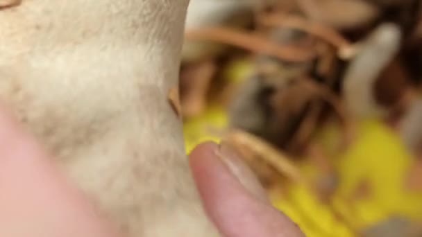 Hände schälen Tamarinden schnell über einen gelben Teller - Filmmaterial, Video