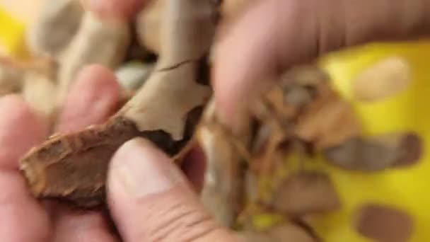 Hände schälen Tamarinden schnell über einen gelben Teller - Filmmaterial, Video