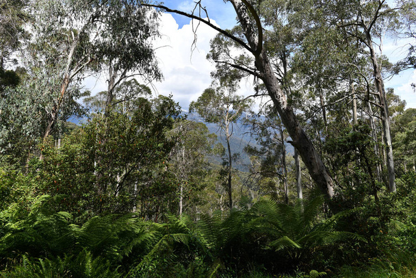 Una vista della vegetazione vicino Olsen Lookout nelle montagne innevate dell'Australia - Foto, immagini