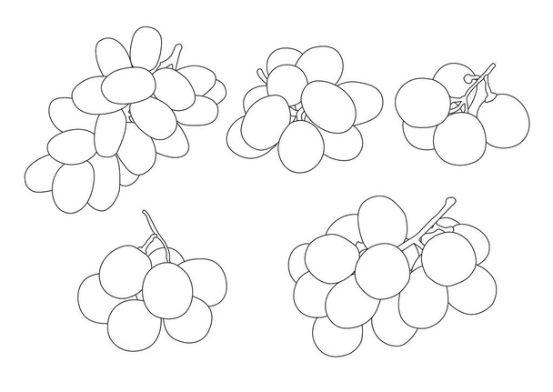 Corinto de uva de linha e passas no vetor de ilustração de fundo branco  - Foto, Imagem
