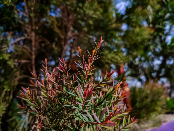 Melaleuca linariifolia es una planta de la familia Myrtaceae, endémica del este de Australia. - Foto, Imagen