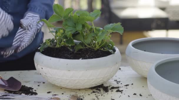 Planting flowers into small planting pots in late Spring. - Footage, Video
