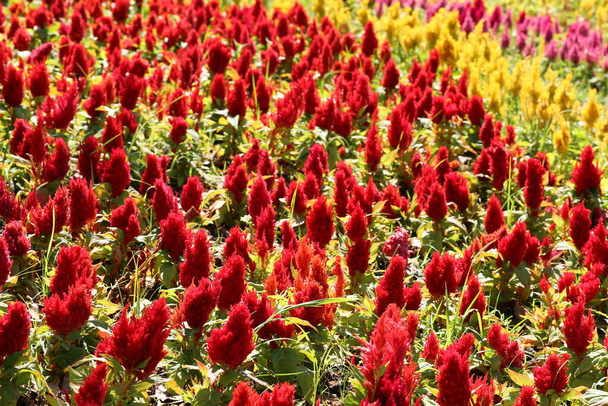 Rojo de Cockscomb flor en flor y el sol de la mañana en el jardín de flores. - Foto, Imagen
