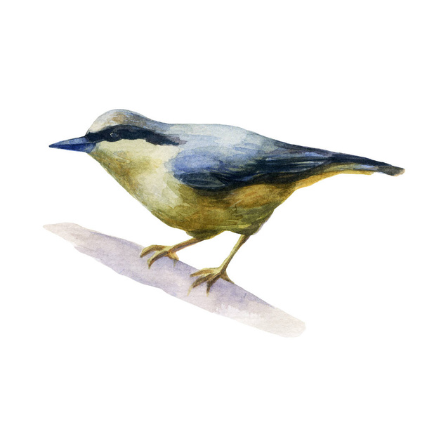 Watercolor illustration image of a nuthatch bird sitting on a branch. - Zdjęcie, obraz