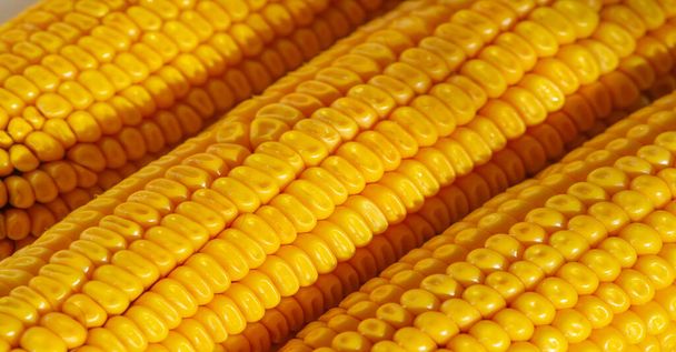 La planta de maíz es una hierba anual alta con un robusto, una planta de cereales de la familia de los cereales (Poaceae) y su grano comestible. El maíz se utiliza como alimento para el ganado, como alimento para los seres humanos, como biocombustible - Foto, imagen