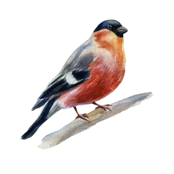 Watercolor illustration of bullfinch sitting on a branch. - Photo, Image