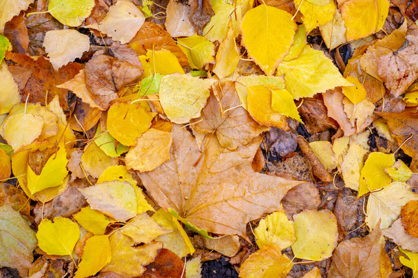 Bunte Herbstblätter von Birke, Laubbaum mit weißer Rinde und herzförmigen Blättern. - Foto, Bild