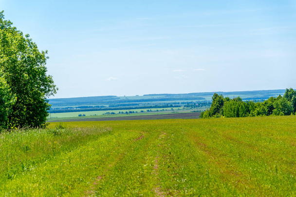 zomerlandschap, weilanden met gemaaide voedergewassen, gemaaide alfalfa - Foto, afbeelding