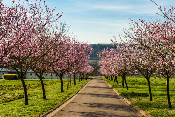 Floraison d'amandes à la Route des vins allemande, Geilweilerhof, Siebeldingen, Rhénanie-Palatinat, Allemagne - Photo, image