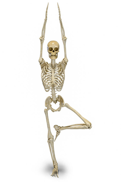 Anatomy of Yoga Tree pose, or Vrikshasana. 3D illustration showing male human body with highlighted skeleton demonstrating the skeletal activity of this yoga posture - Photo, Image