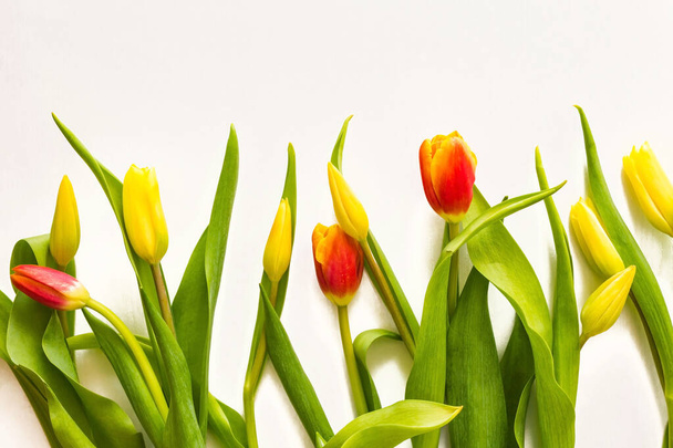 Tulipánok, tavaszi virágok, ünnepi üdvözlet. Piros és sárga rügyek, zöld levelek. Szaftos színek, frissesség. Fény háttér, másolás tér. - Fotó, kép