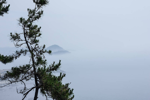Coreano tradicional, paisaje marino japonés. Todo está en una densa niebla. En primer plano hay una conífera, pino. Lejos de las colinas. Copiar espacio. - Foto, Imagen