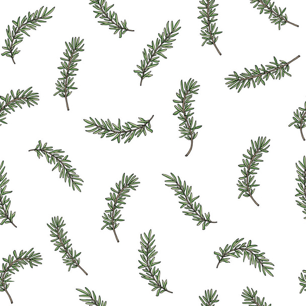 Seamless pattern of rosemary branch. Vector illustration. - Vektör, Görsel
