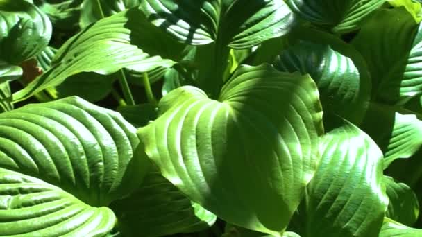 Hosta λουλούδι πράσινο φύλλα φόντο - Πλάνα, βίντεο