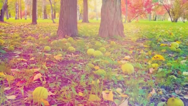 Parlak güneşli bir günde sonbahar parkı - Video, Çekim
