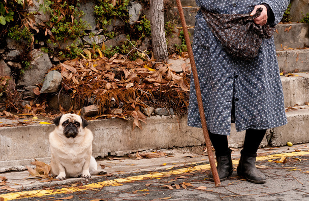 Senior woman and dog - Φωτογραφία, εικόνα
