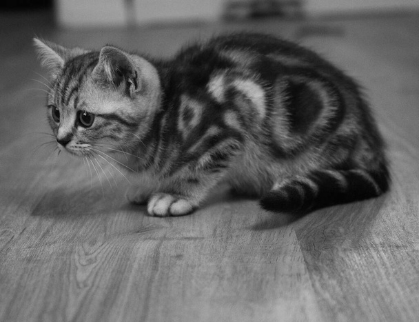Británico pelo corto gato 13 semanas de edad - Foto, imagen