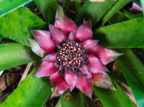 Canistrum giganteum Bromeliaceae Tropical flower from brazil - Photo, Image