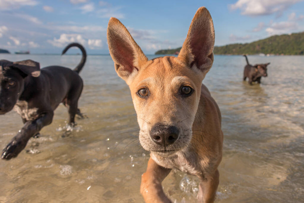 Lindos cachorros de dos meses jugando en la playa - Foto, Imagen