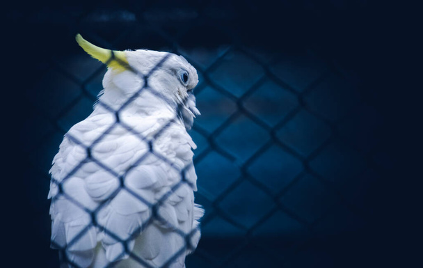 sulphur-crested cockatoo looks behind, the other side of the metal mesh fence, - Photo, Image