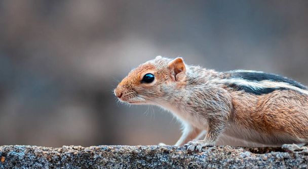 mókus illat és keresés az élelmiszer, közel egy elülső része a fiatal mókus test, fekete-fehér csíkos hát, szőrös és aranyos háziállat, - Fotó, kép
