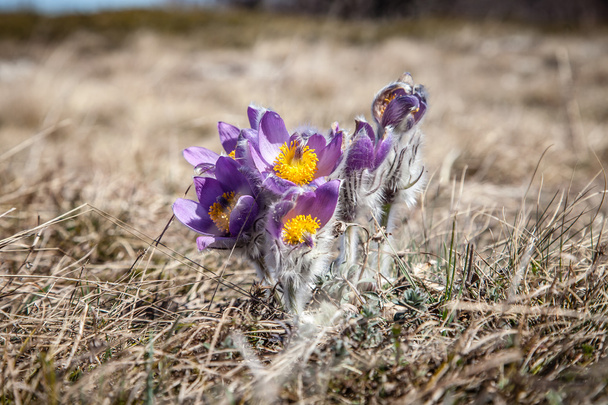 Pulsatilla vernalis in spring - Photo, Image