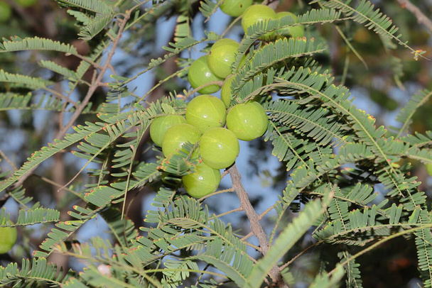 Brillante y fresca fruta amla redonda india colgando de la rama del árbol en el jardín. Phyllanthus emblica - Foto, Imagen