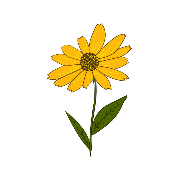 Vektor illusztrációja a sárga rudbeckia virág fehér alapon. - Vektor, kép