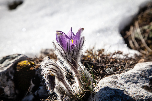 Pulsatilla vernalis in spring - Photo, Image