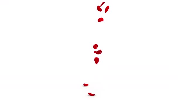 A vörös rózsa szirmai egyesével hullanak középre. Elszigetelt fehér háttér - Felvétel, videó