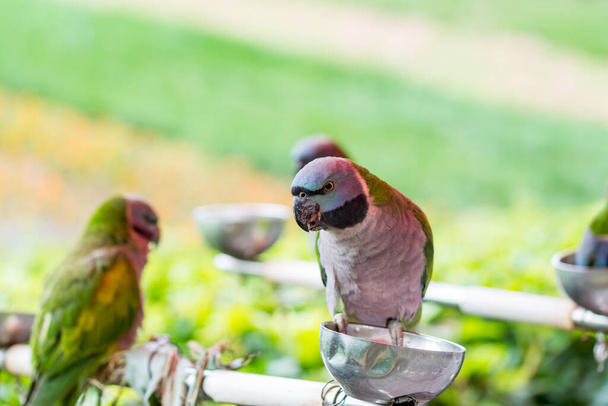 Πολύχρωμοι παπαγάλοι με κόκκινα στήθη σκαρφαλωμένοι στο ζωολογικό κήπο. - Φωτογραφία, εικόνα