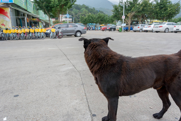 Un perro sin hogar mirando a la esquina de la calle - Foto, Imagen