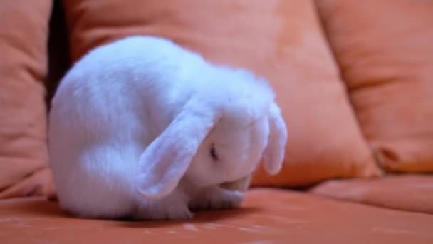gyönyörű fehér törpe ram nyúl kanapén - Felvétel, videó