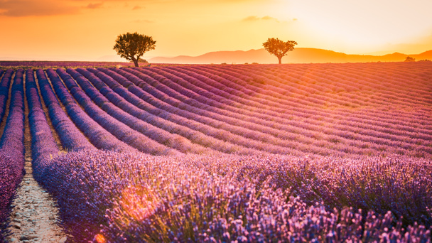 Prachtig natuurlandschap, verbazingwekkend zonsondergang landschap met bloeiende lavendelbloemen. Moody hemel, pastelkleuren op helder landschapsbeeld. Bloemen panoramische weide natuur in lijnen met bomen en horizon. Geweldige natuur achtergrond, romantiek, idyllisch - Foto, afbeelding