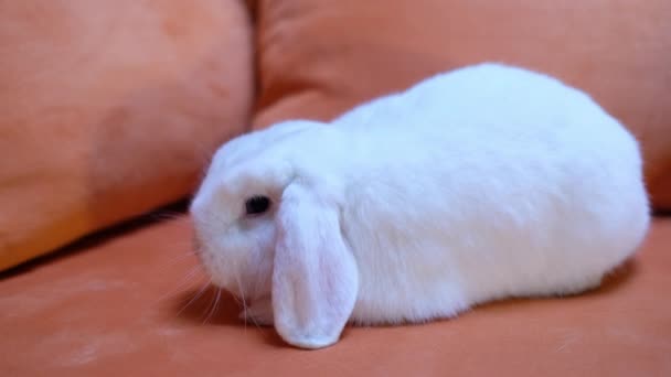 schöne weiße Zwergwidder Kaninchen auf dem Sofa - Filmmaterial, Video