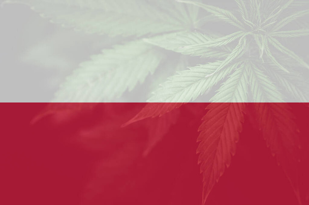 kannabisz marihuána levél Lengyelország zászlóján. Weed Decriminalization Lengyelországban. A kannabisz legalizáció Lengyelországban. Orvosi kannabisz Lengyelországban. - Fotó, kép