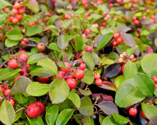 緑の葉と赤い果実を持つ聖なるクリスマスの伝統的な植物 - 写真・画像