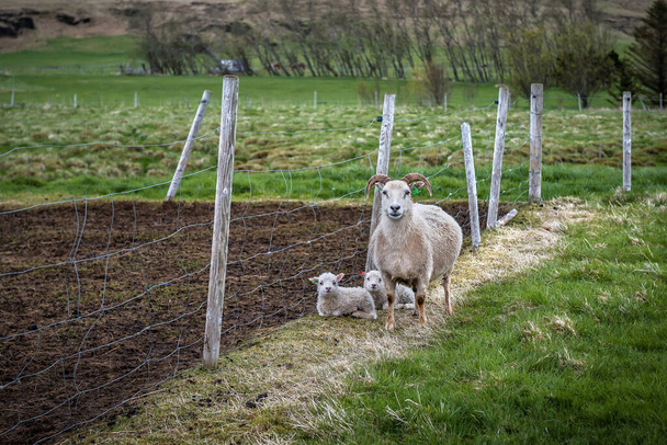 oveja madre con dos niños pequeños en la granja - Foto, imagen