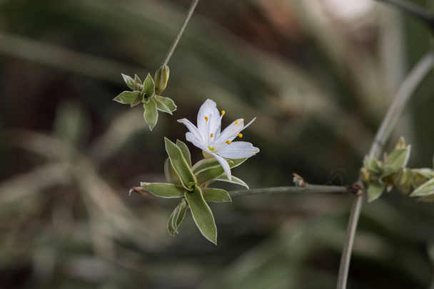 Detailní záběr malého bílého květu rostliny Chlorophytum comosum (rostlina pavouka nebo stužka nebo slepice a kuřata) - Fotografie, Obrázek