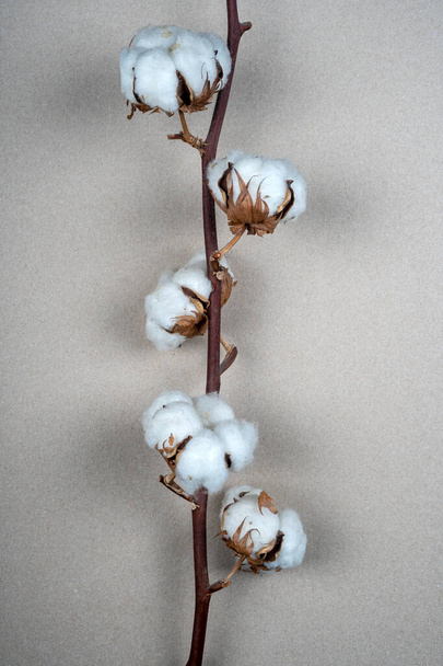 Flor de algodón, de cerca y con textura - Foto, imagen