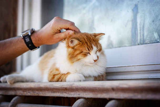 Recortado vista de hombre acariciando gato sentado en ventana alféizar - Foto, imagen