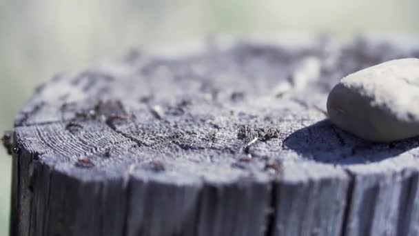 Detailní záběr mravenců na kmen pořezaného stromu. Klip. Letní přírodní pozadí se starým pařezem stromu a mnoho malých mravenců, kteří hledají potravu.  - Záběry, video