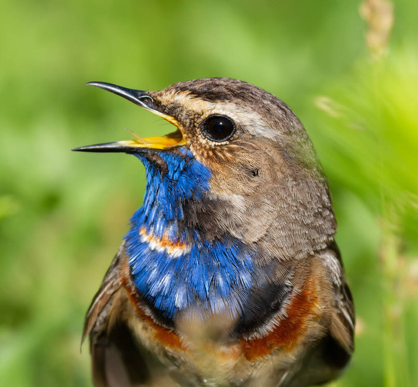 Bluethroat, Luscinia svecica. Close-up of a bird, the male sings on a beautiful green background - Φωτογραφία, εικόνα