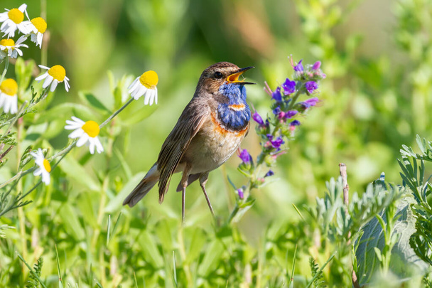 Bluethroat, Luscinia svecica. The male sings, sitting on the ground in the midst of grass, wildflowers and other plants - Photo, Image