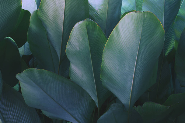 Tropische Bladeren van Calathea lutea (Aubl.) G. van Mey., Sigaar Calathea Plant in Blauwe Toon kleur natuurlijke patroon achtergrond - Foto, afbeelding