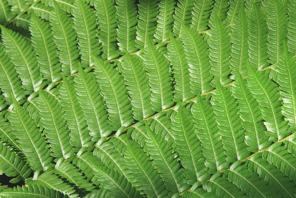 Φρέσκα πράσινα φύλλα του φυσικού μοτίβου τροπικής φτέρης - Φωτογραφία, εικόνα