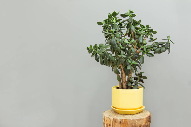 Beautiful indoor flower crassula in a yellow pot on a wooden podium on a gray backgrou - Photo, image